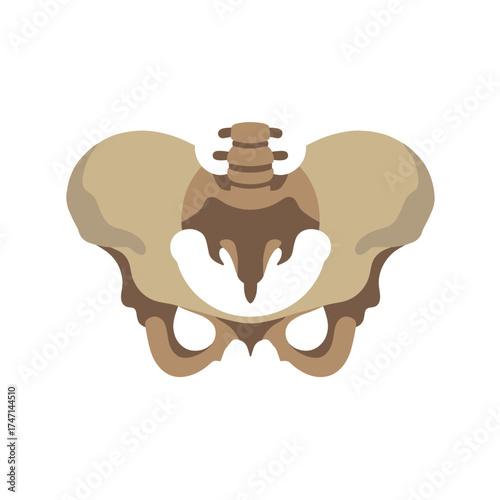 Pelvic bone isolated, a human pelvis illustration on clean white backdrop. Human pelvis isolated and anatomically correct.