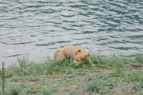 A golden Retriever puppy plays with a toy outside