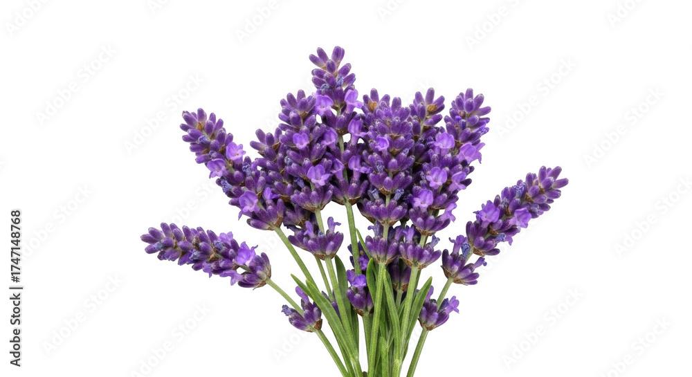 Obraz premium Fresh lavender bouquet with purple flowers isolated on transparent background