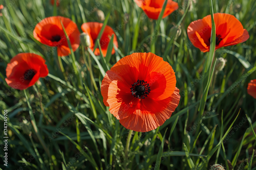 Obraz premium Poppy Flowers Blooming On Grass With Vibrant Red Petals And Black Centers