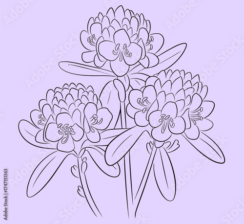 Rhododendron arboreum flowers  line art, srilanka country plant vector