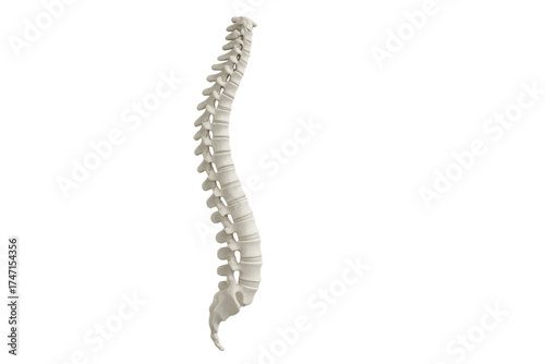 Human spine anatomy model presenting medical structure