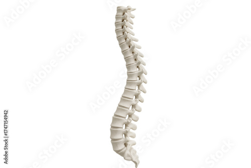 Human spinal column with vertebrae on transparent background