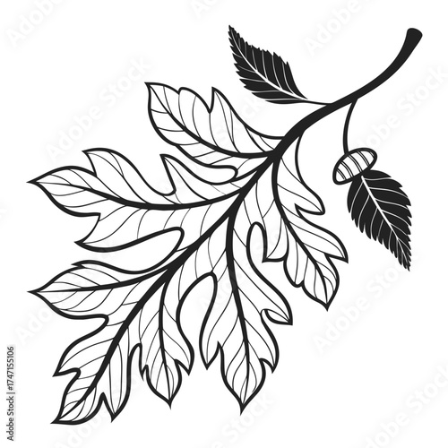 Black oak leaf branch with acorn on white background