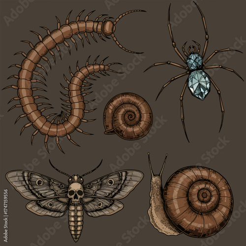 Detailed Entomology Collection Featuring Moth, Spider, Centipede, Snail and Shells, Perfect for Nature Studies or Gothic Designs, Originally Vector Graphic