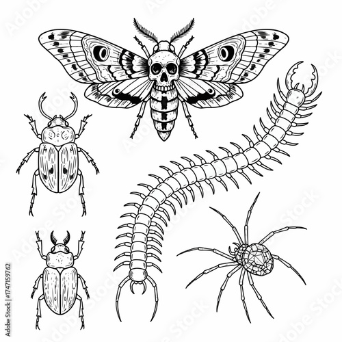 Intricate insect collection featuring a moth with a skull, beetles, centipede and spider, perfect for edgy designs and alternative fashion concepts