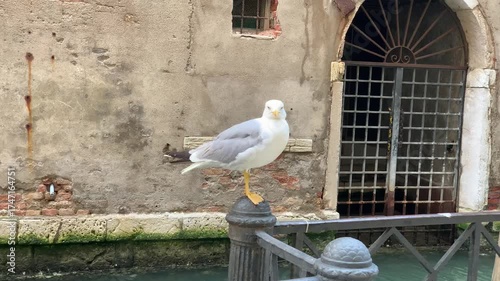Wallpaper Mural A seagull preens on a mooring post in Venice Torontodigital.ca