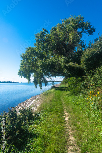Un albero crea un arco sul sentiero che segue la costa dell'isola di Sant'Erasmo nella laguna di Venezia