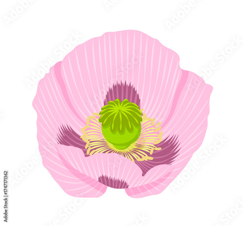 breadseed poppy (Papaver somniferum) flower isolated on white background