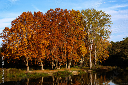 Herbstbäume im Sonnenlicht
