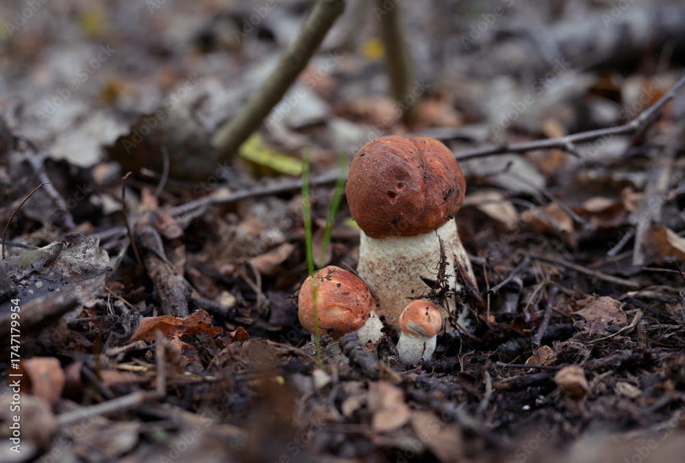 Φωτογραφία Horizontal photo of Red-Capped Scaber Stalk mushrooms (Leccinum aurantiacum) gro