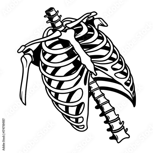 Black and white illustration of a human rib cage skeleton