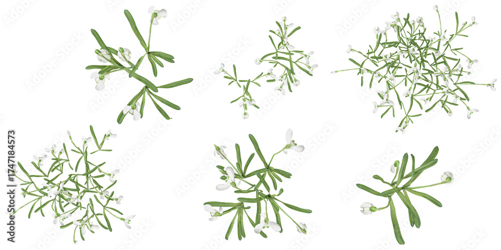 Naklejka premium Collection of galanrhus plants on transparent background from the top view