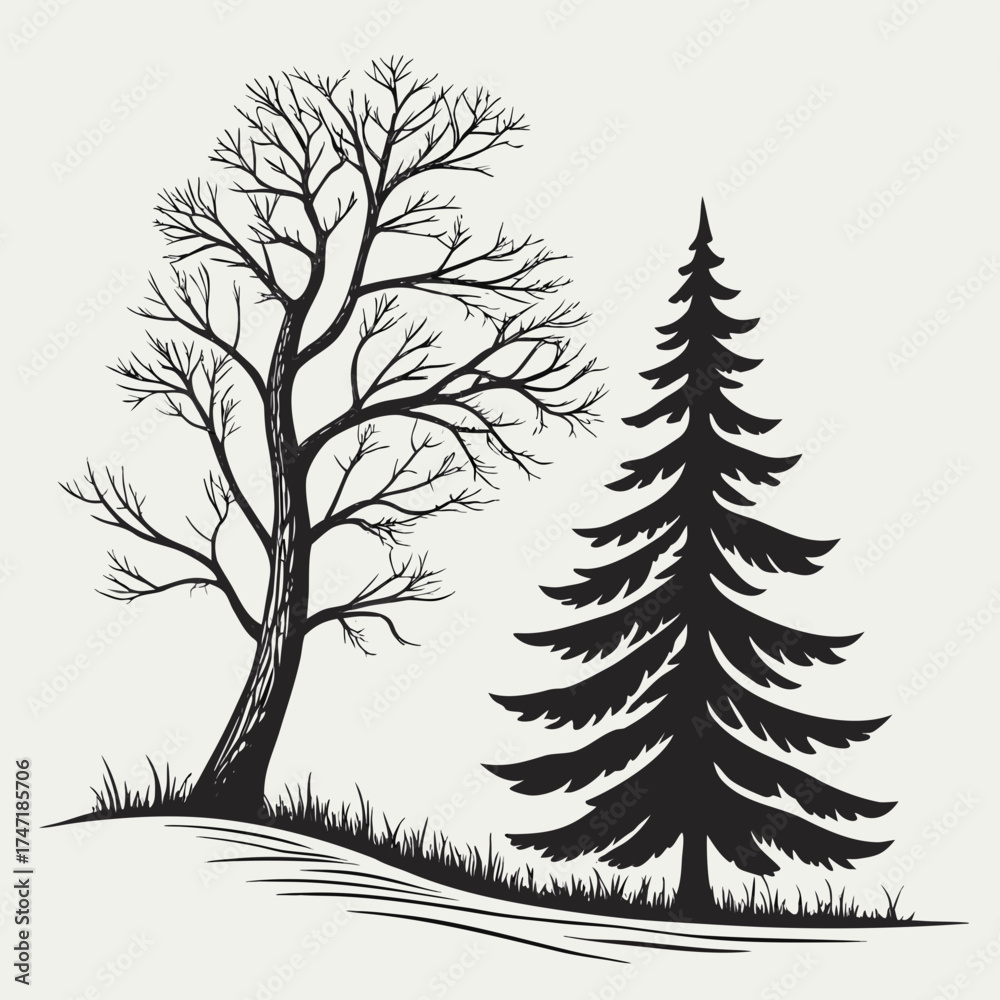 Obraz premium Black silhouette of a bare tree and a pine tree black and white