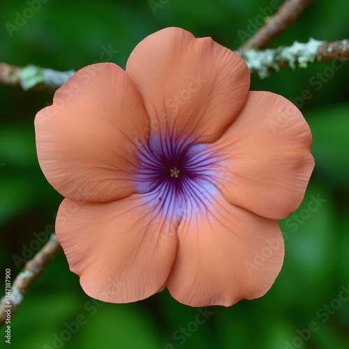 Elegant peach-colored flower with purple center, nature's beauty.
