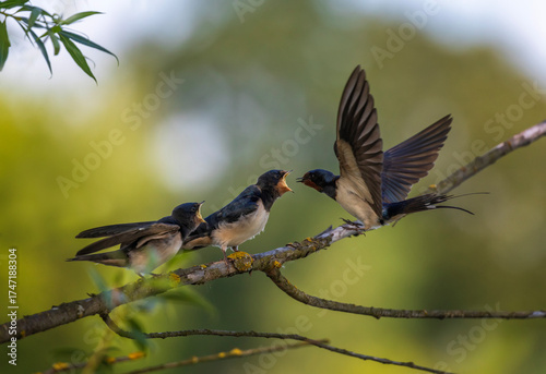 swallow carries insects in its beak to its two chicks sitting on a branch and...