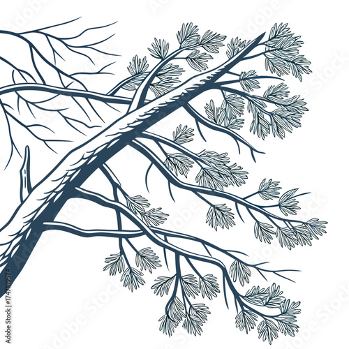 Dark blue pine branches with needles on white background