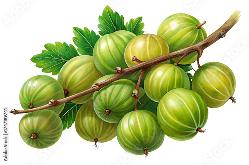 A cluster of fresh green gooseberries on a branch with leaves, isolated on transparent background