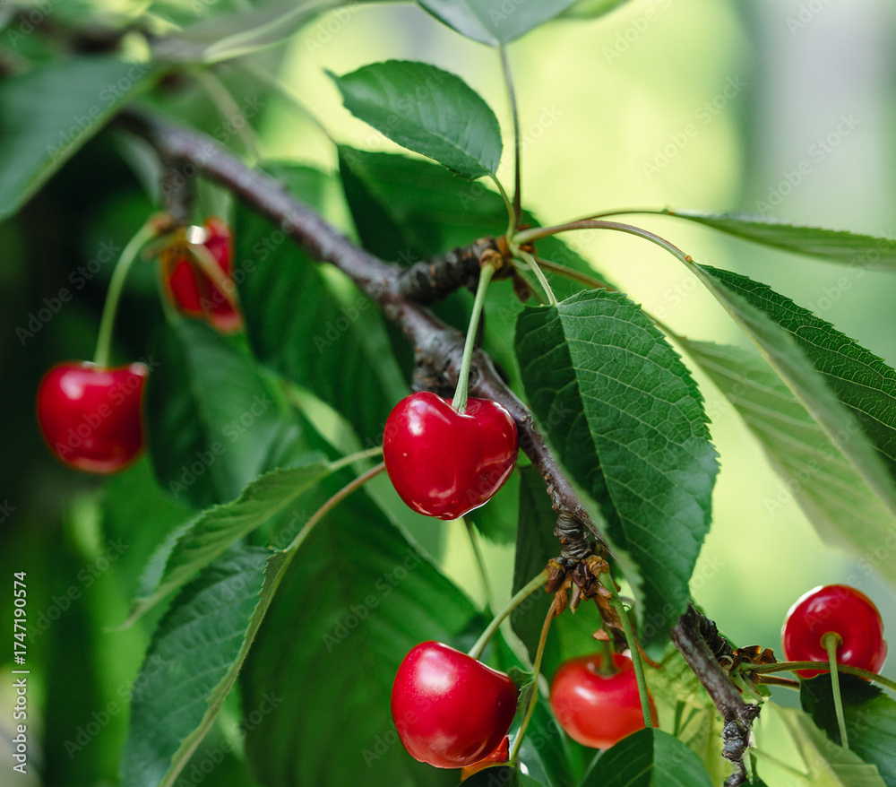 Obraz premium Fresh bunch ripe red cherries hanging on branch with green leaves background. Summer fruit harvest natural garden environment.