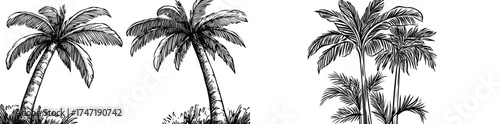 Black palm trees, an exotic symbol of summer sea coast plants, including coconut and banana trees, as represented in a black icon collection of modern tropical vacation elements