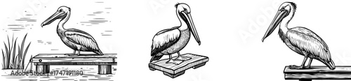 The silhouette of a pelican on a dock is ideal for designs that feature nature