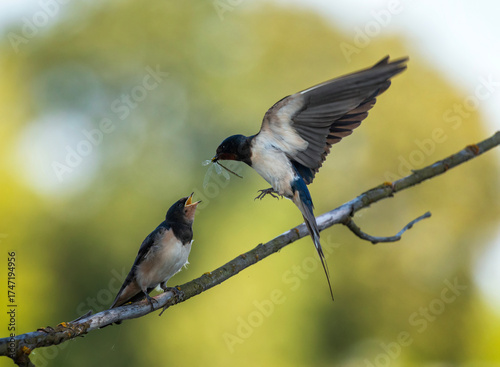 A swallow brought a dragonfly in its beak to its chick sitting on a branch on...