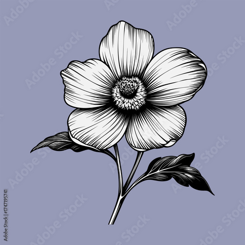 Elegant Hand-Drawn Anemone Flower Illustration