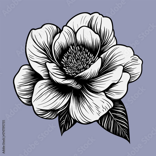 Elegant Hand-Drawn Anemone Flower Illustration
