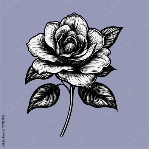 Elegant Hand-Drawn Anemone Flower Illustration