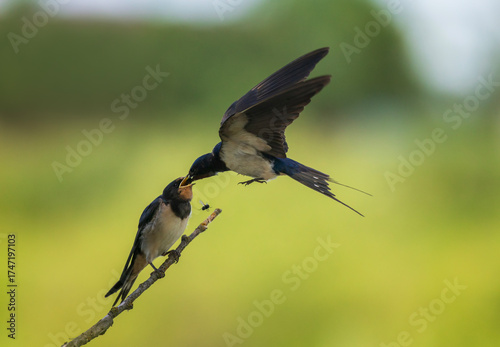 A swallow feeds its chick sitting on a branch with insects after arriving on ...