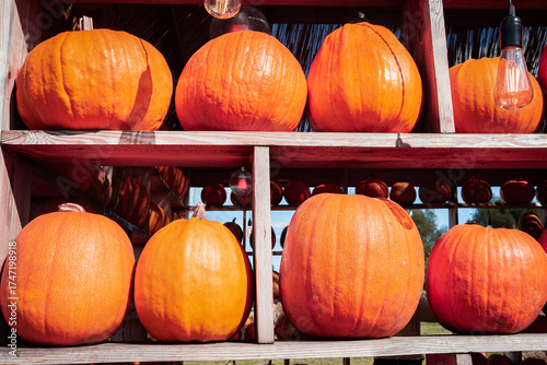 Heap of organic ripe fresh pumpkins on wooden shelves of display case. Market trading and fair of agricultural products. Background for Halloween, Thanksgiving Day.	