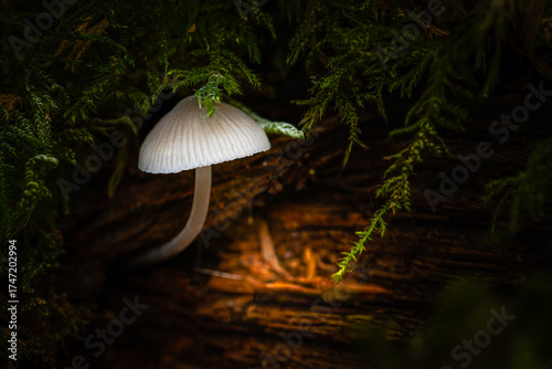 Small forest mushrooms illuminated in the forest