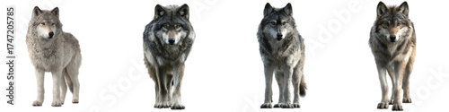 Majestic wolves standing alert, a pack of wild canines in realistic detail, perfect for nature documentaries or wildlife conservation campaigns, originally a scalable vector graphic