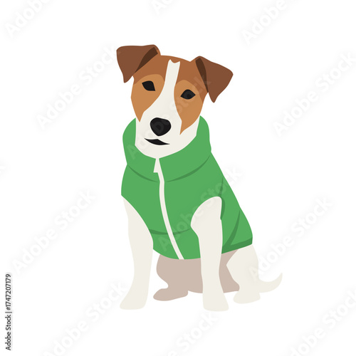 Kind Jack Russell Terrier in a green jacket sits on a white background