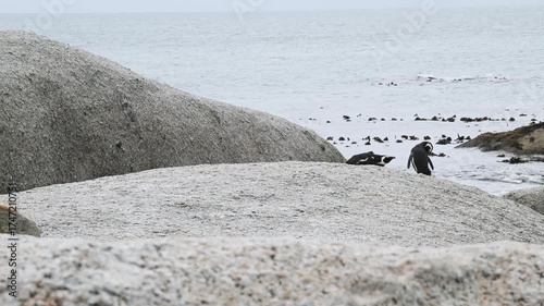 landscape of beach populated by penguins, African penguin, Spheniscus demersus, Cape penguin, South African penguin, beach, cold water, Boulder Point, Bird, South Africa