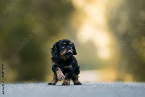 Cuadro en lienzo black tan cavalier king Charles spaniel puppy (stress situation)