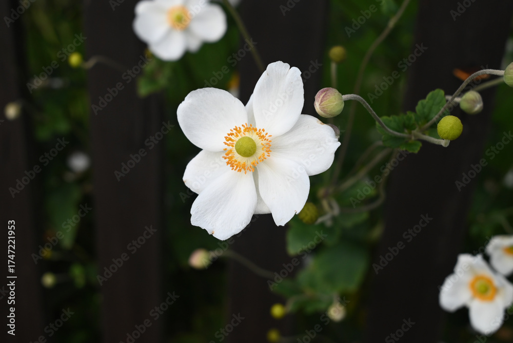 Fototapeta premium A white flower