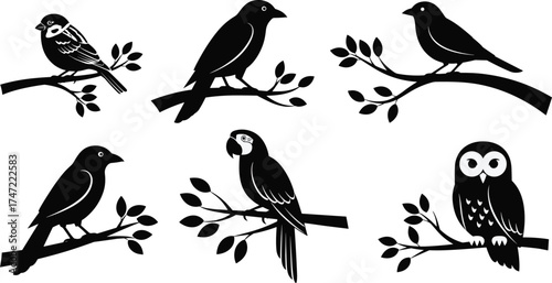 Minimalist bird illustrations, perched birds on branches, black and white vector birds, stylized avian art, nature design elements, flat vector illustration