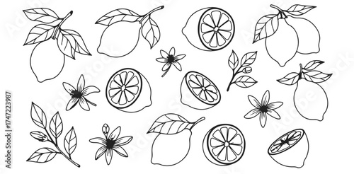 Fresh Lemon Slice Delight Whimsical Outline Illustration Floral Citrus Fruit Pattern Kitchen Decor Culinary Art Food