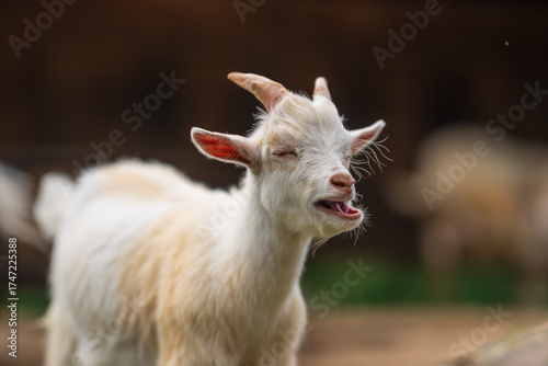 Photography White baby goat bleating with eyes closed.