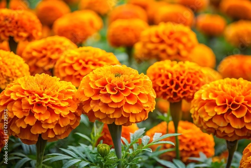 Field of Bright Orange Marigold Flowers photo bloom