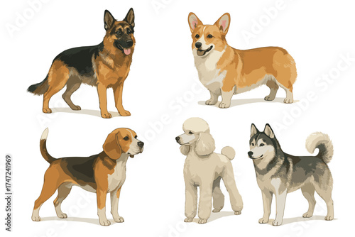 Dog breeds realistic full body vector illustration set. Detailed collection of popular purebred dogs.