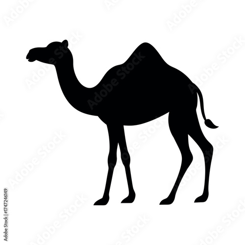 Camel Walking in Desert Side View Silhouette