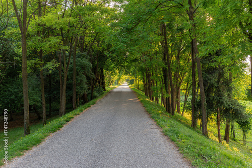 Strada dritta circondata da alberi ed erba