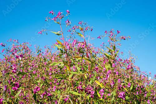 Pink-flowering Himalayan balsam. Invasive neophyte, a threat to native plant species