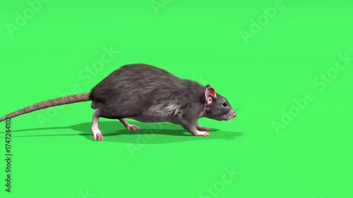 Brown Rat on Green Screen Background
