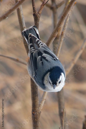 Cuadro en lienzo white-breasted nuthatch bird on a branch