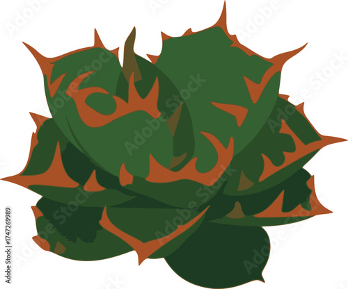 Flat vector illustration of Agave titanota ‘White Whale’