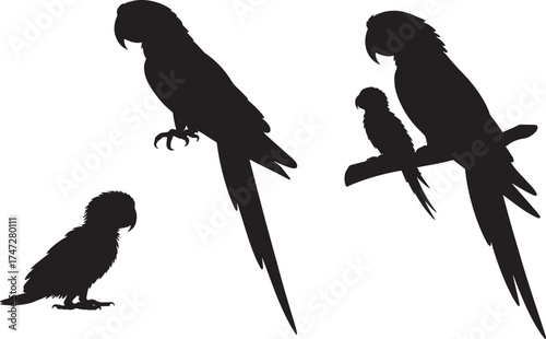 Three Parrot Silhouettes Black Vector Illustration Set Isolated Transparent Background