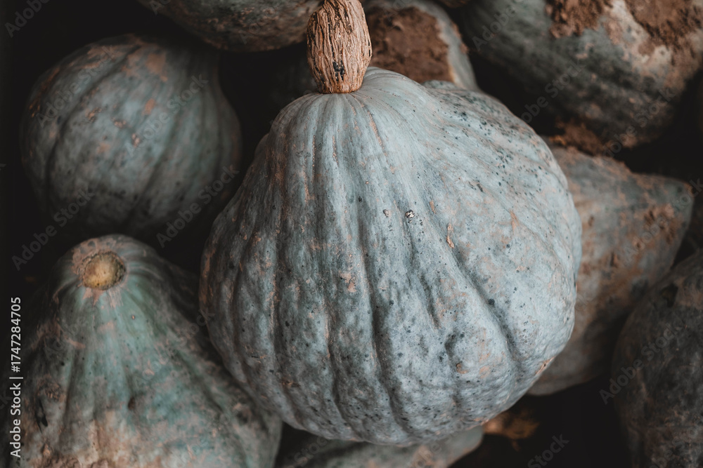 Ταπετσαρία Muted Blue-Grey Pumpkin: Close-up of Jarrahdale Squash with Rough Stem and Dark,